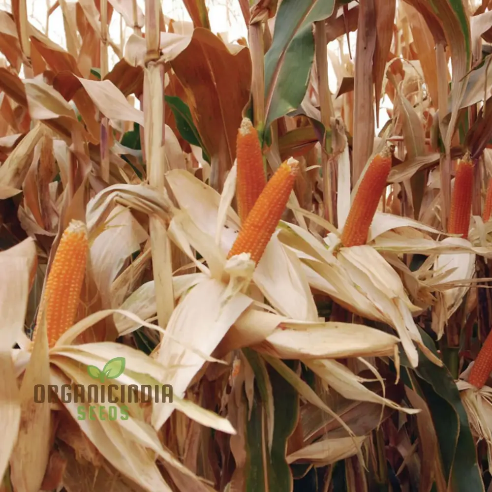 Popcorn Sweetcorn Robust Seeds, High Yield Crisp Kernels Perfect for Homemade Popcorn
