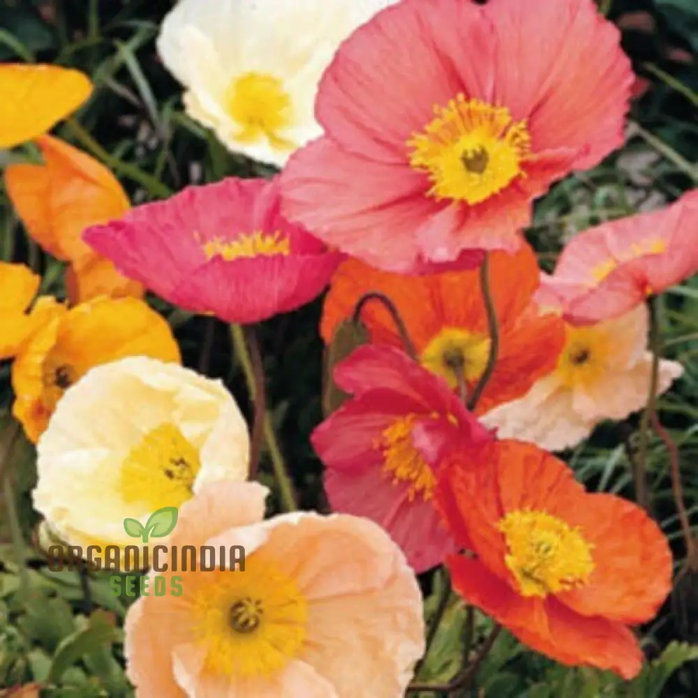 Poppy Iceland Mix Flower Seeds - Stunning Blooms for a Colorful Garden Display - Image 3