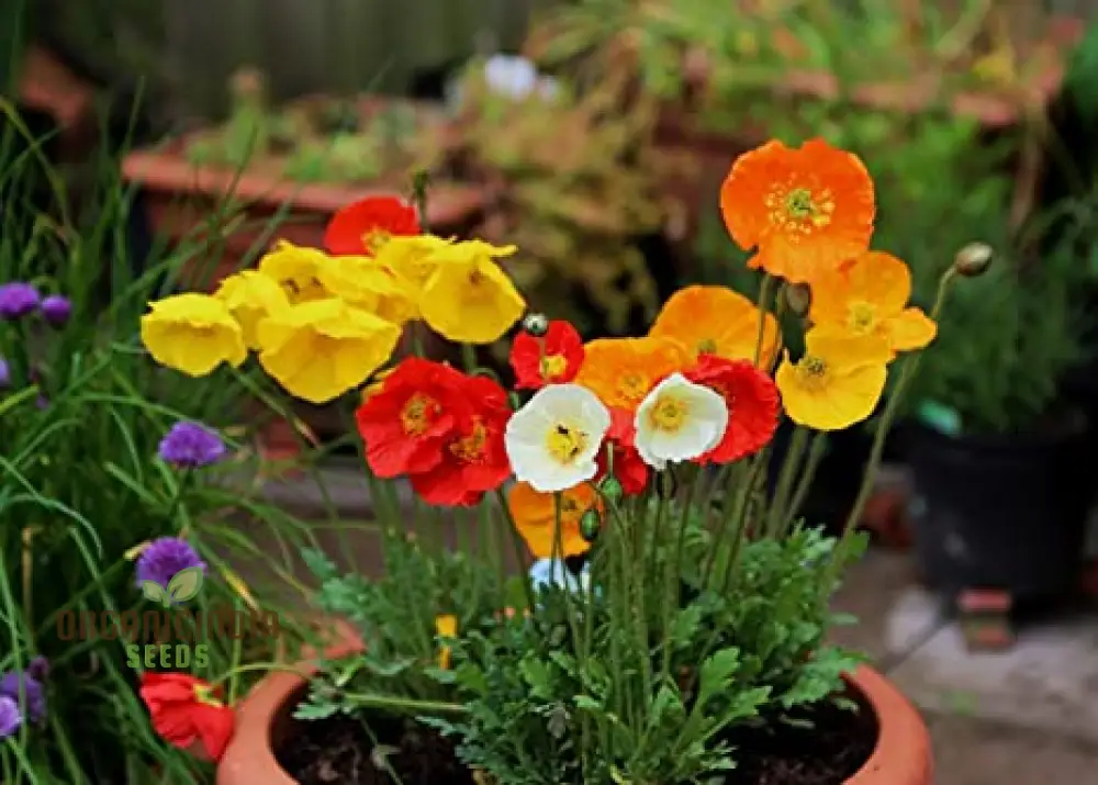 Poppy Iceland Mix Flower Seeds - Stunning Blooms for a Colorful Garden Display - Image 4