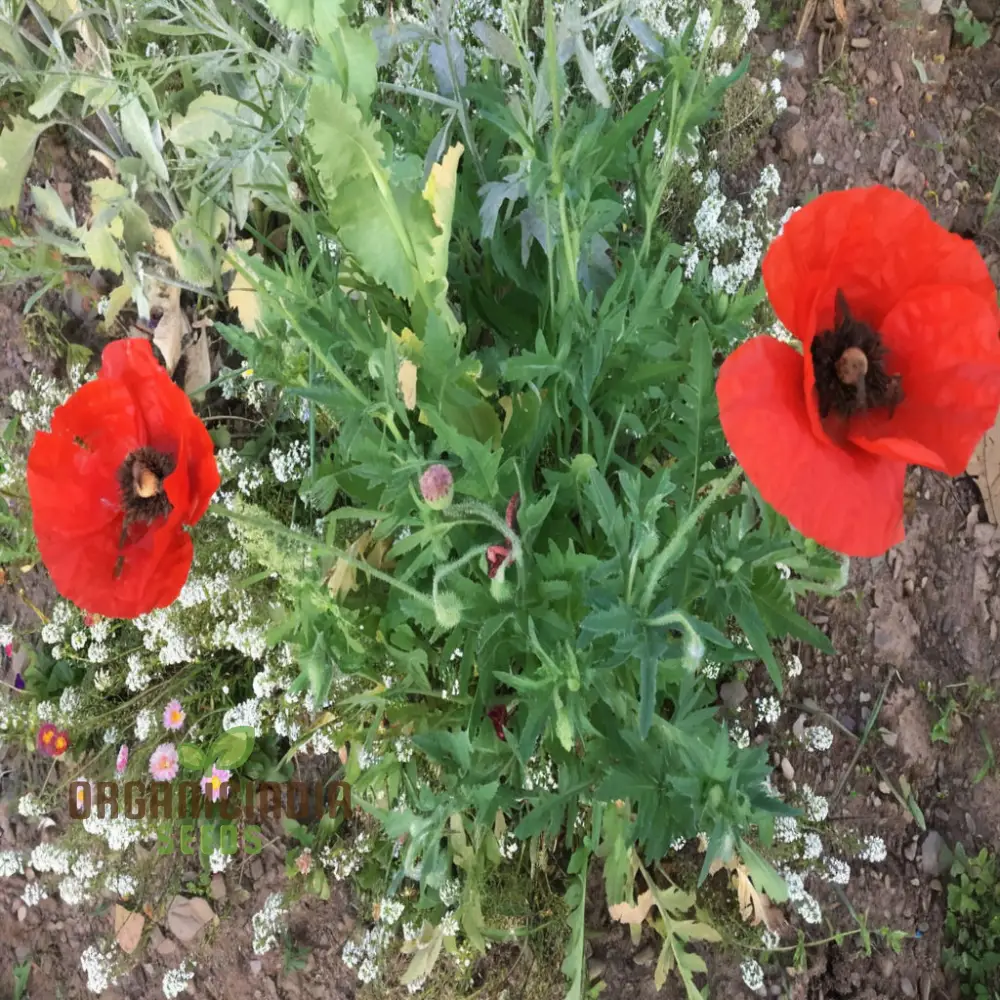 Poppy Red Indian Flower Seeds, Vibrant Blooms, Easy-to-Grow, Perfect for Gardens - Image 3