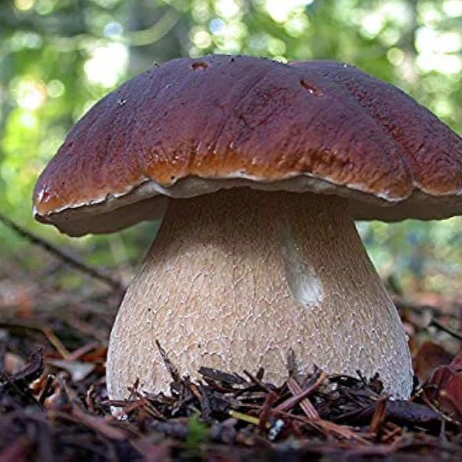 Porcini Mushroom King Seeds for Planting - Image 5