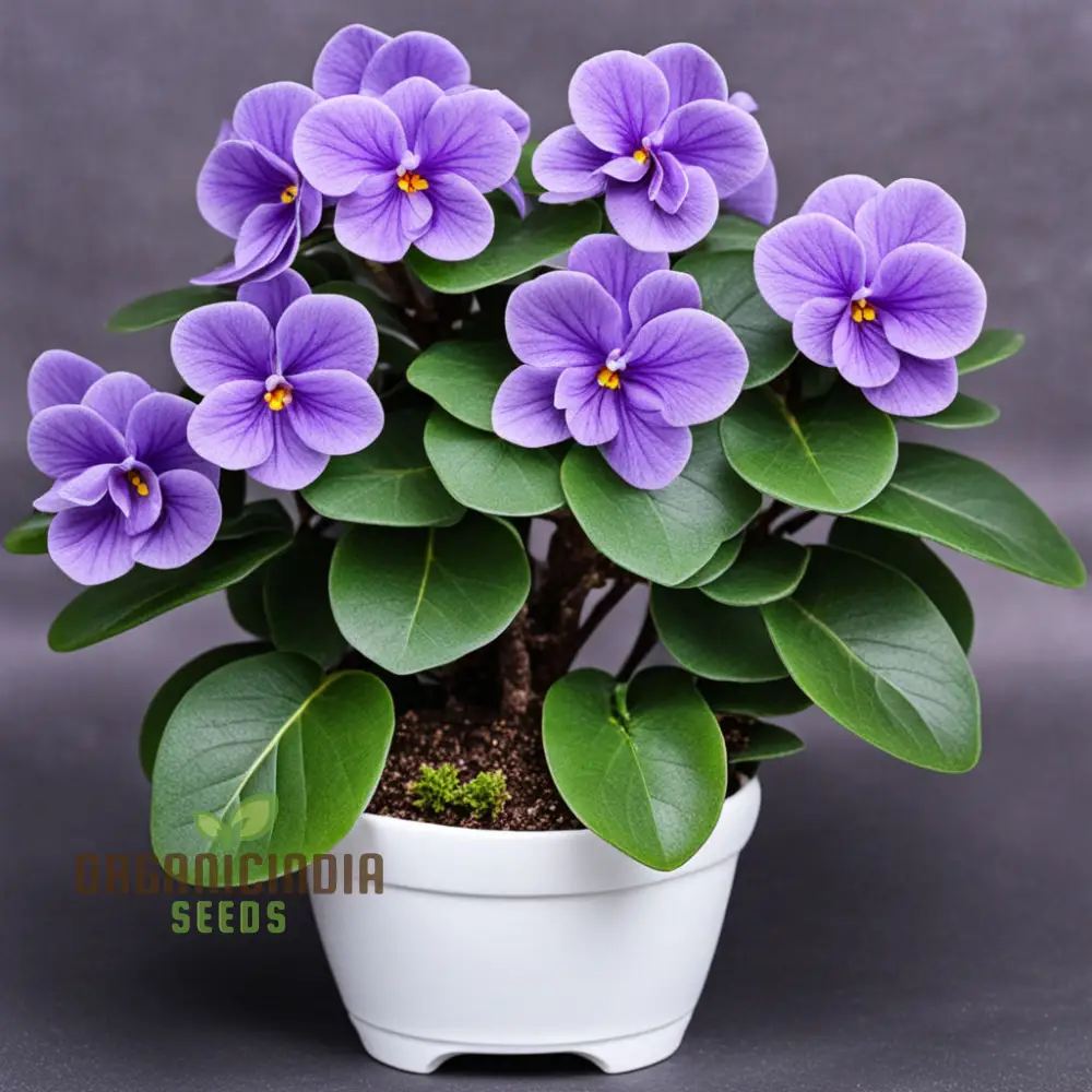 Portal Cool Mixed Color Mini Violet Seeds