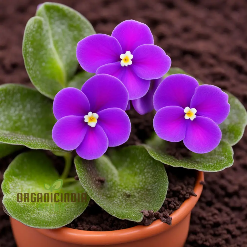 Portal Cool Mixed Color Mini Violet Seeds - Image 3