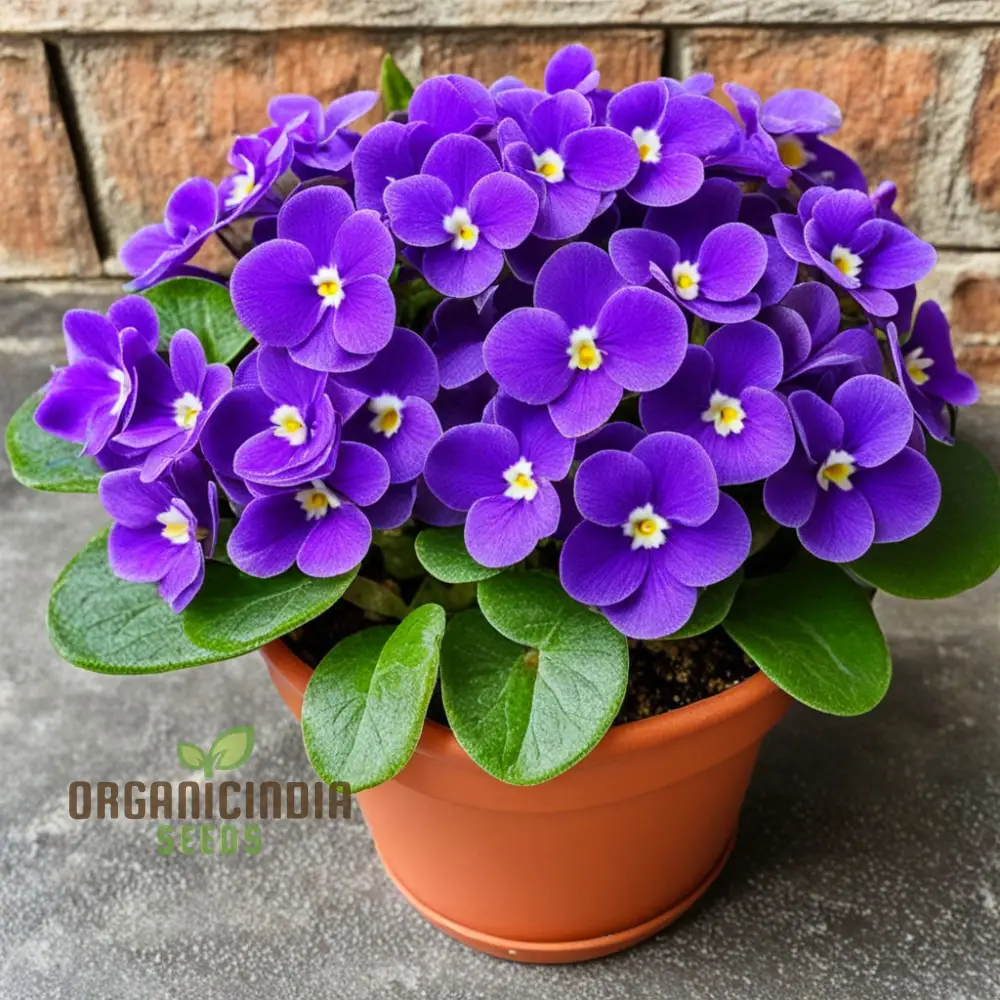 Portal Cool Mixed Color Mini Violet Seeds - Image 4