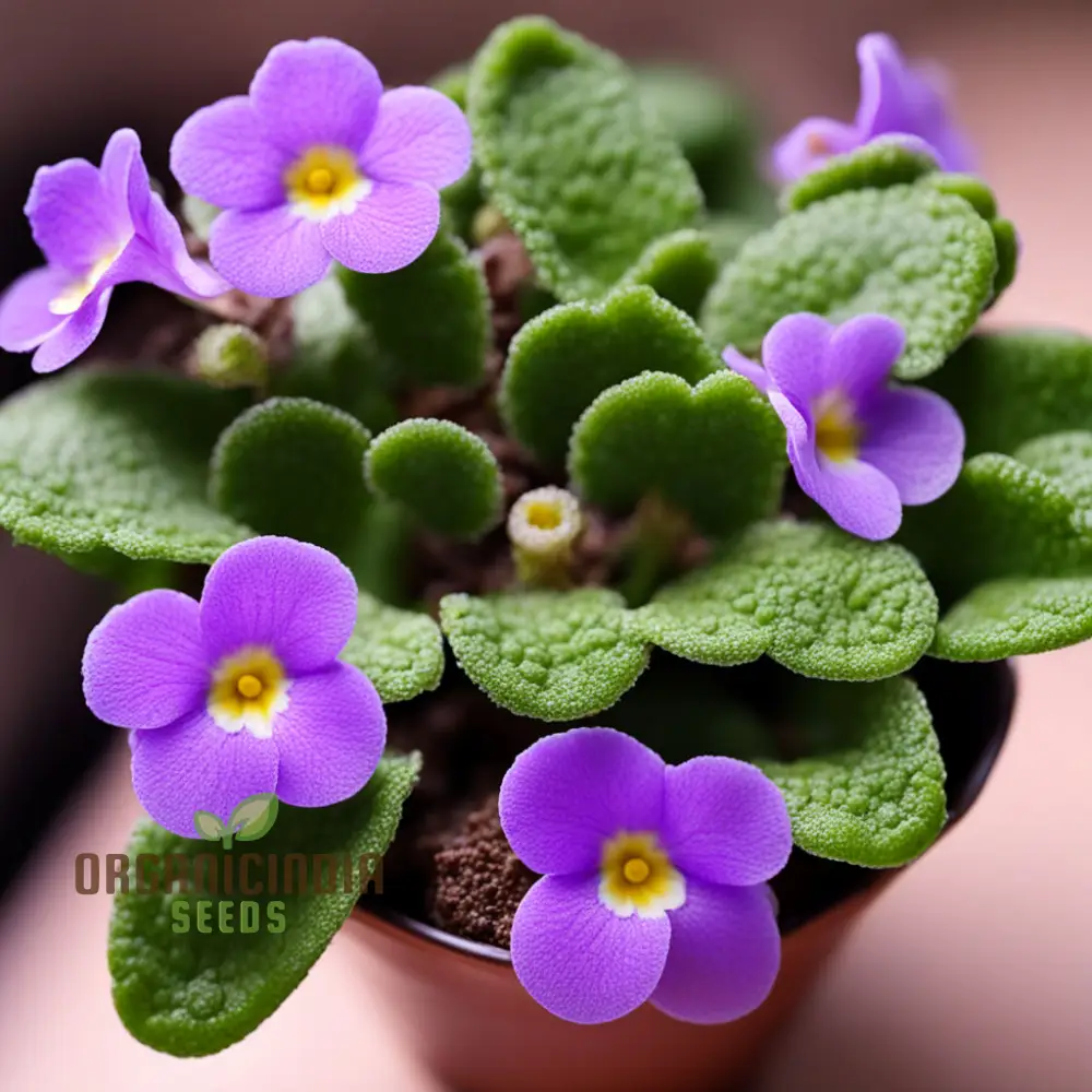 Portal Cool Mixed Color Mini Violet Seeds - Image 5