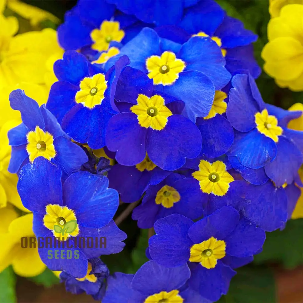 Portal Cool Blue Primrose Flower Seeds, Sun drops Scabies Garden Flower Seeds For Planting Enthusiastic