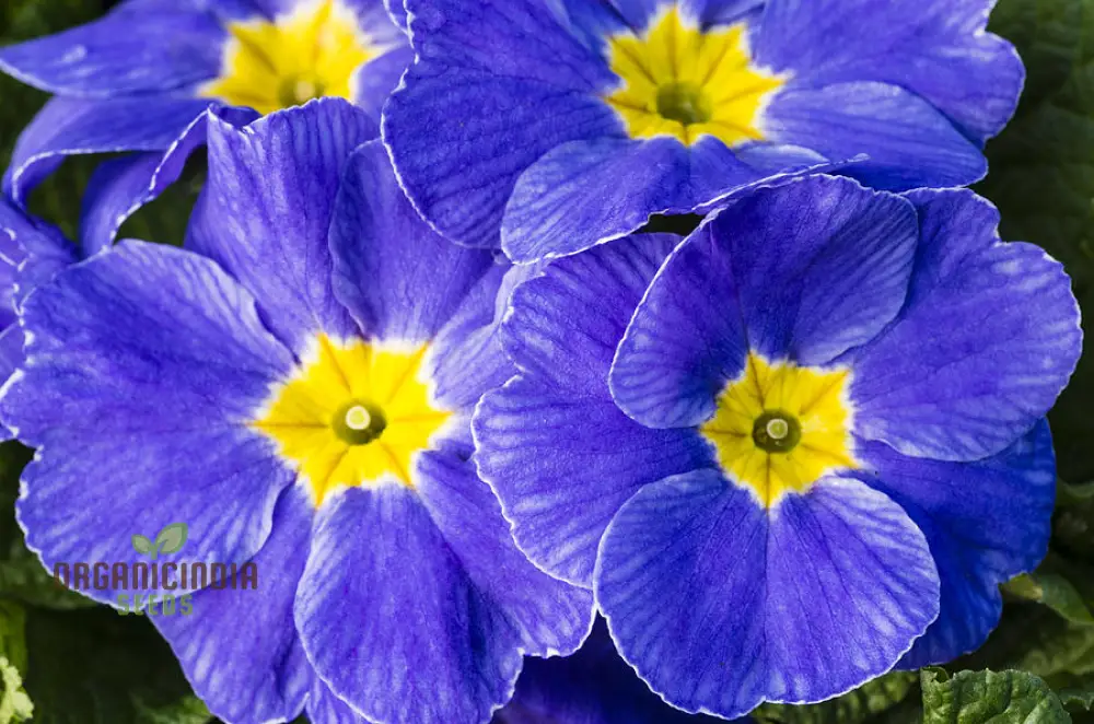 Portal Cool Blue Primrose Flower Seeds, Sun drops Scabies Garden Flower Seeds For Planting Enthusiastic - Image 3