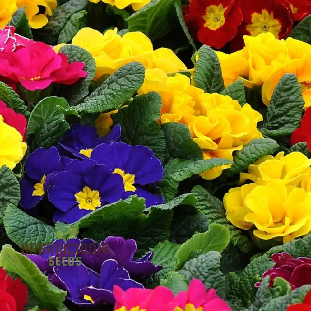 Portal Cool Blue Primrose Flower Seeds, Sun drops Scabies Garden Flower Seeds For Planting Enthusiastic - Image 4