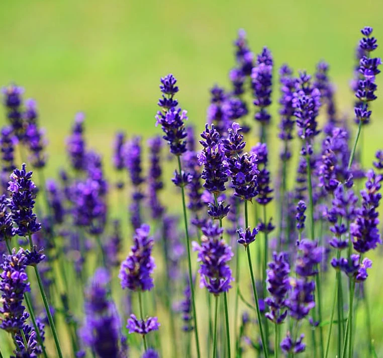 Portuguese Lavender (Lavandula latifolia) Seeds – Fragrant Blooms for Gardens & Landscaping - Image 2