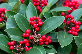 Possumhaw Holly Seeds – Ilex decidua Deciduous Holly with Bright Winter Berries - Image 2