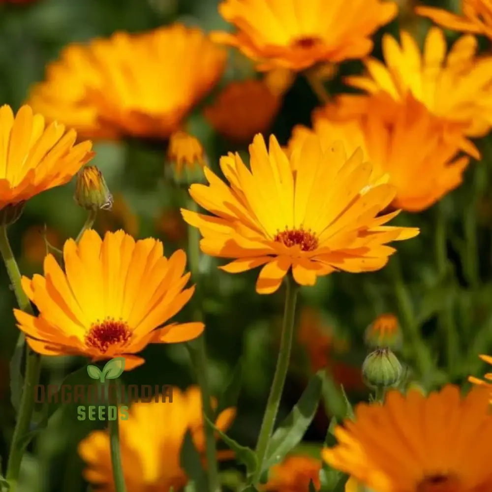 Pot Marigold Seeds for Vibrant Gardening, Organic Calendula Officinalis Seeds