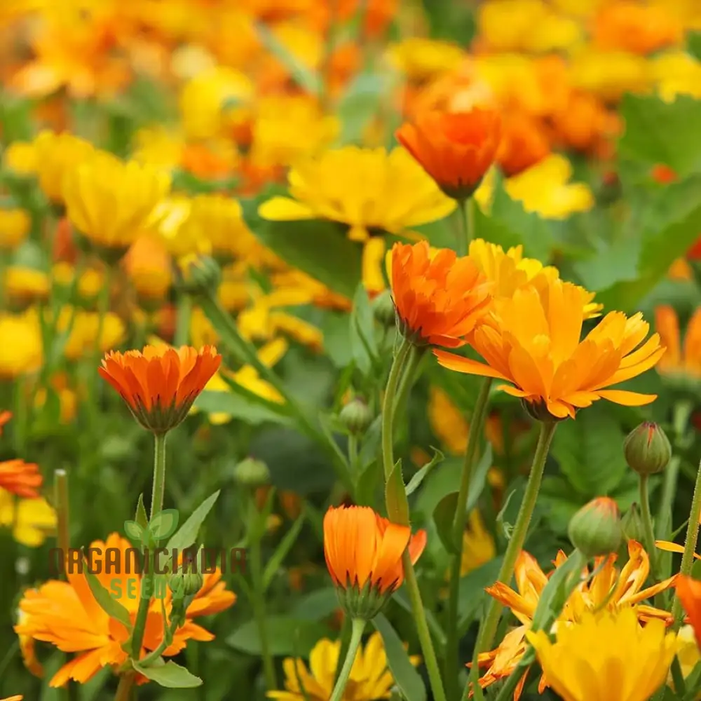Pot Marigold Seeds for Vibrant Gardening, Organic Calendula Officinalis Seeds - Image 3