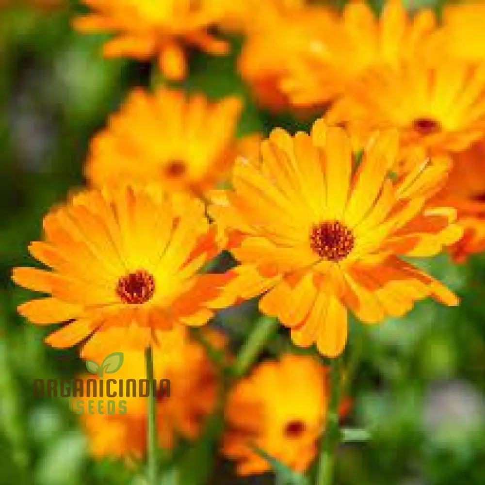 Pot Marigold Seeds for Vibrant Gardening, Organic Calendula Officinalis Seeds - Image 4