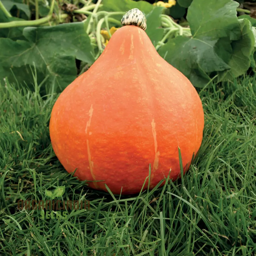 Potimarron Squash Seeds - Cultivate Nutty and Flavorful Potimarron Squash in Your Garden
