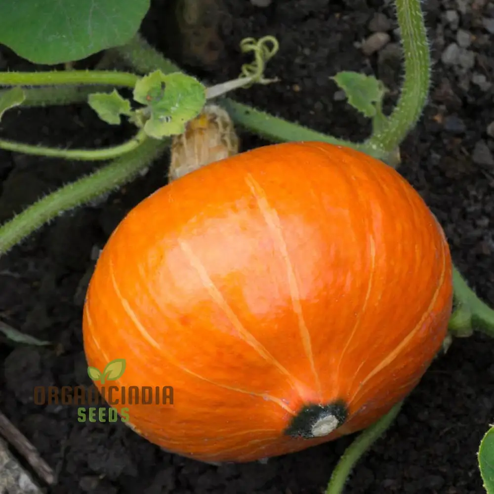 Potimarron Squash Seeds - Cultivate Nutty and Flavorful Potimarron Squash in Your Garden - Image 3