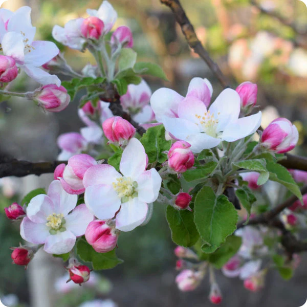 Prairie Crabapple (Malus ioensis) – Apple Seeds - Image 3