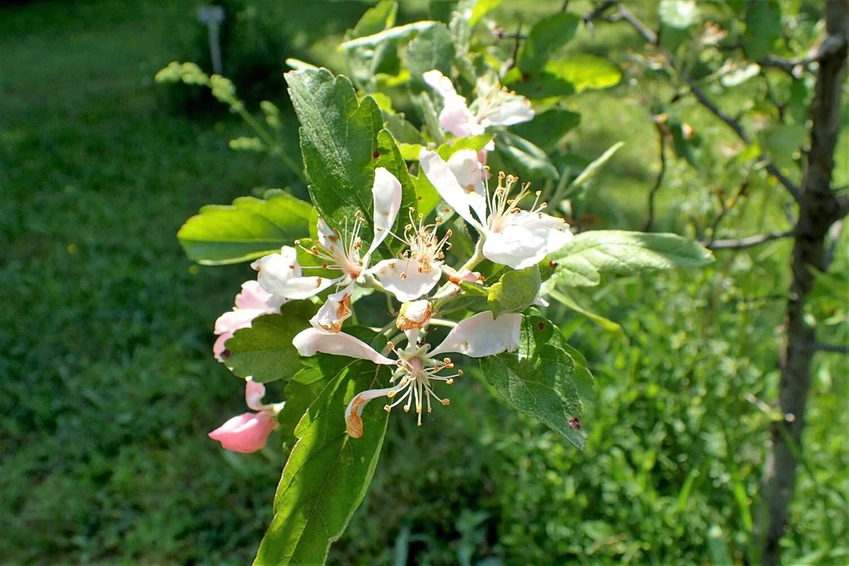 Prairie Crabapple (Malus ioensis) – Apple Seeds - Image 6