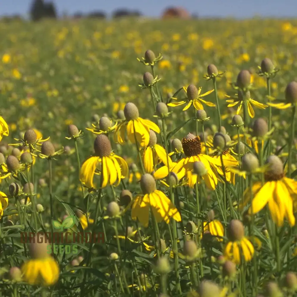Prairie Mixed Flower Seeds for Gardening , Diverse, Native Blossoms for a Vibrant and Sustainable - Image 3