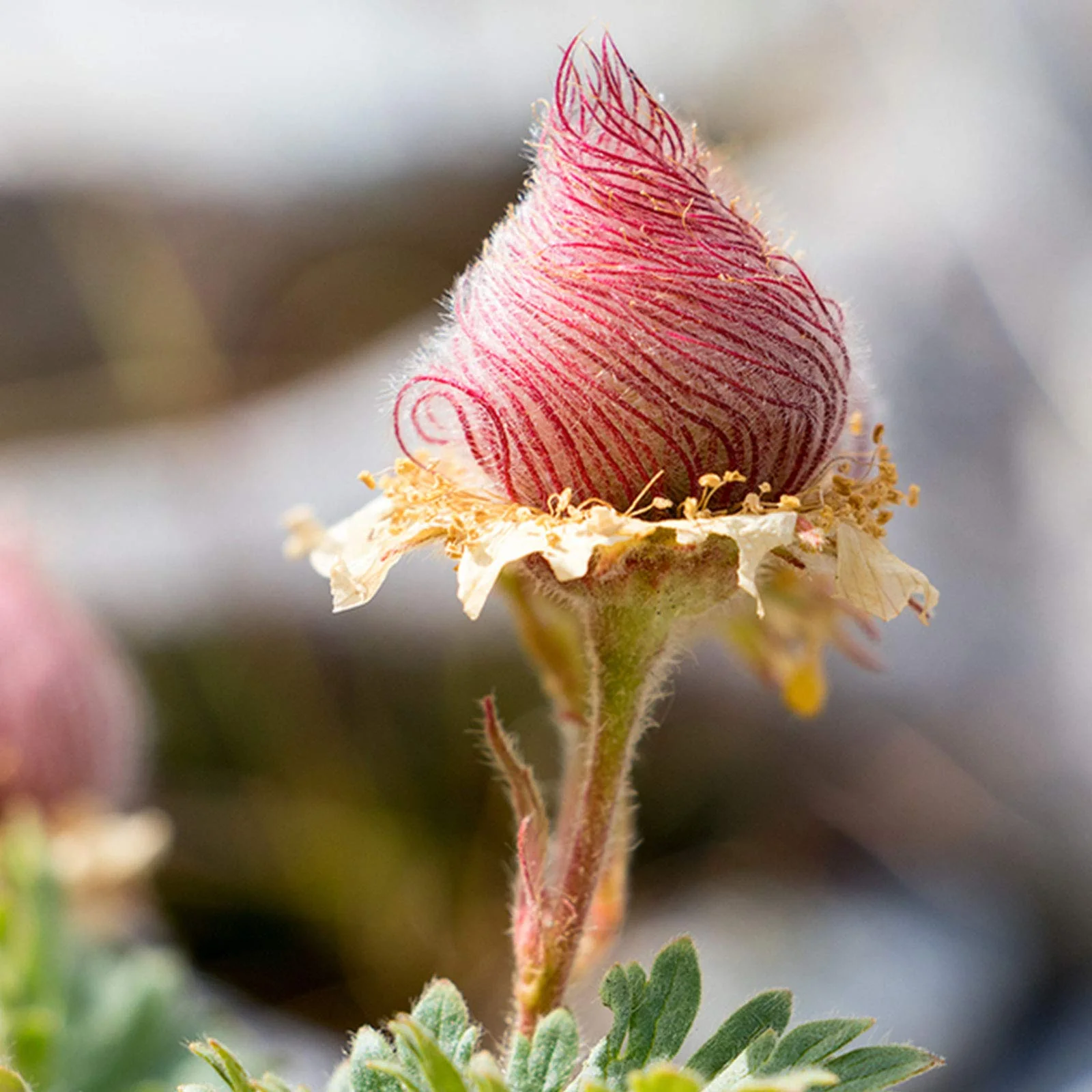 Prairie Smoke Wild Flower Seeds for Planting