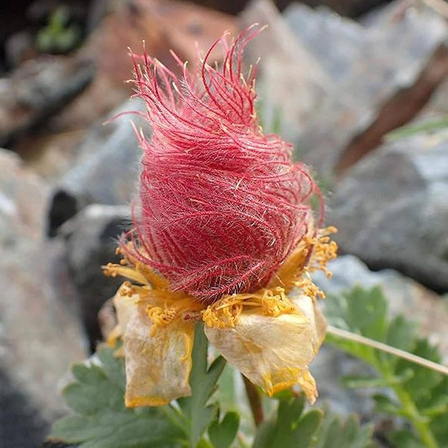 Prairie Smoke Wild Flower Seeds for Planting - Image 3