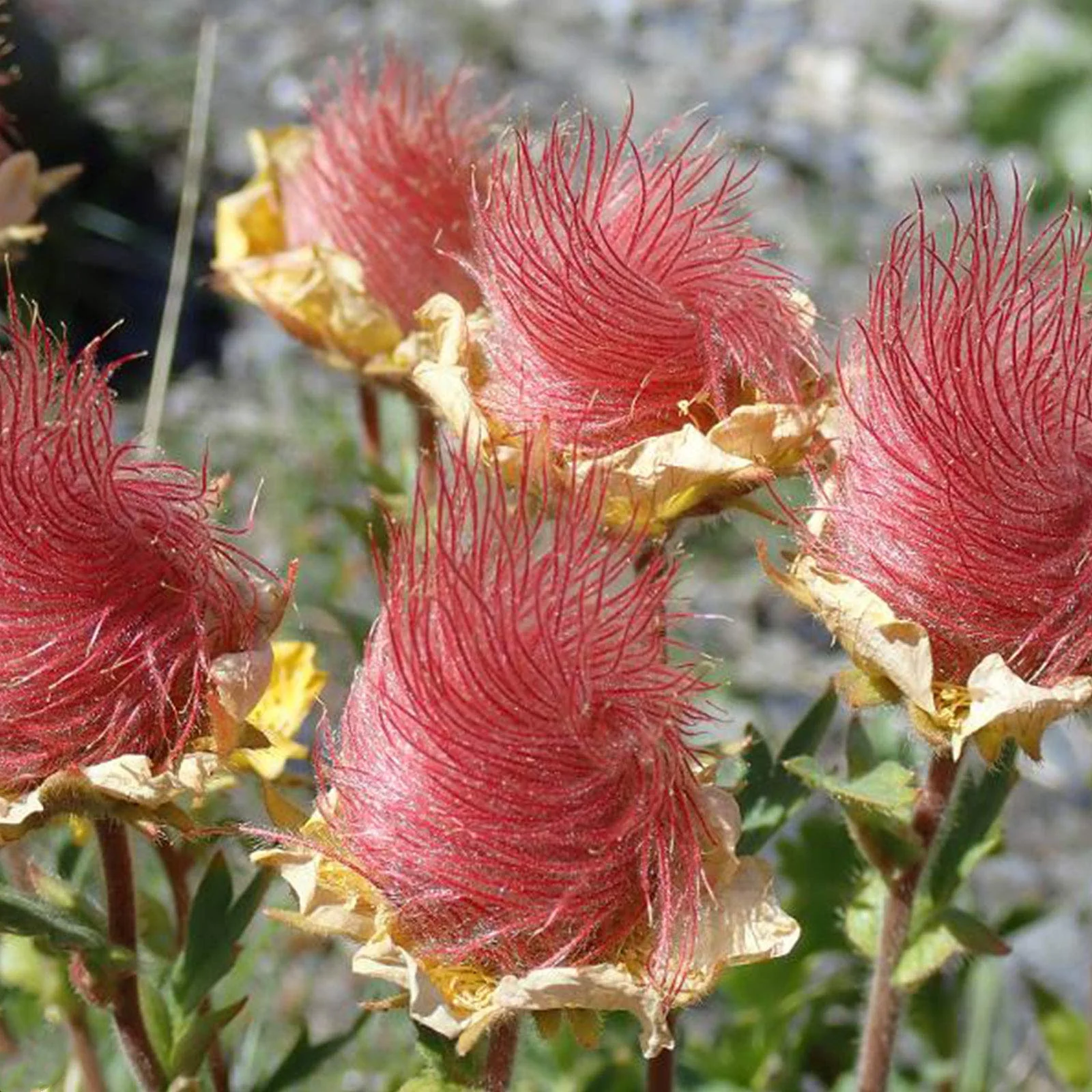 Prairie Smoke Wild Flower Seeds for Planting - Image 4