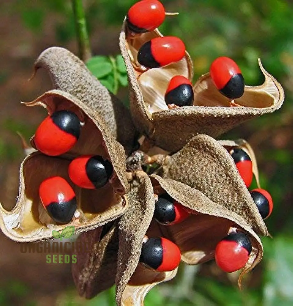 Preceptories Paternoster Pea 'Gum chi Crab's Eye Crab Eyes (100Pcs)