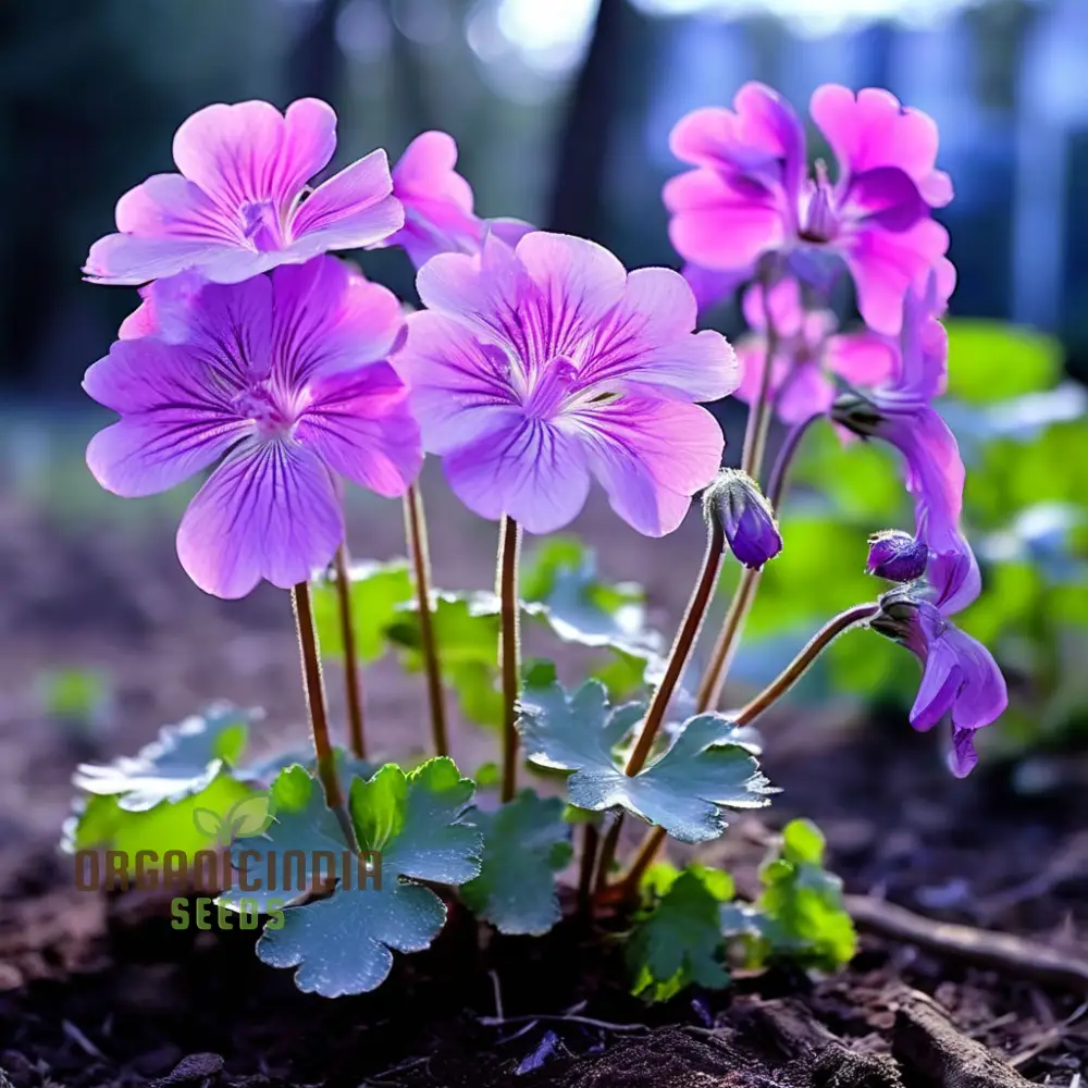 Light Violet Climbing Geranium Seeds – Vertical Garden Blooms for Vibrant Displays