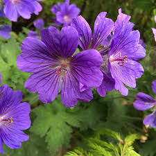 Light Violet Climbing Geranium Seeds – Vertical Garden Blooms for Vibrant Displays - Image 3