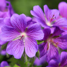 Light Violet Climbing Geranium Seeds – Vertical Garden Blooms for Vibrant Displays - Image 6