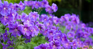 Light Violet Climbing Geranium Seeds – Vertical Garden Blooms for Vibrant Displays - Image 7
