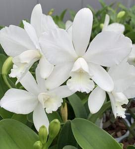 White Cattleya Flower Seeds – Exquisite Orchid Blooms for Elegant Gardens - Image 5