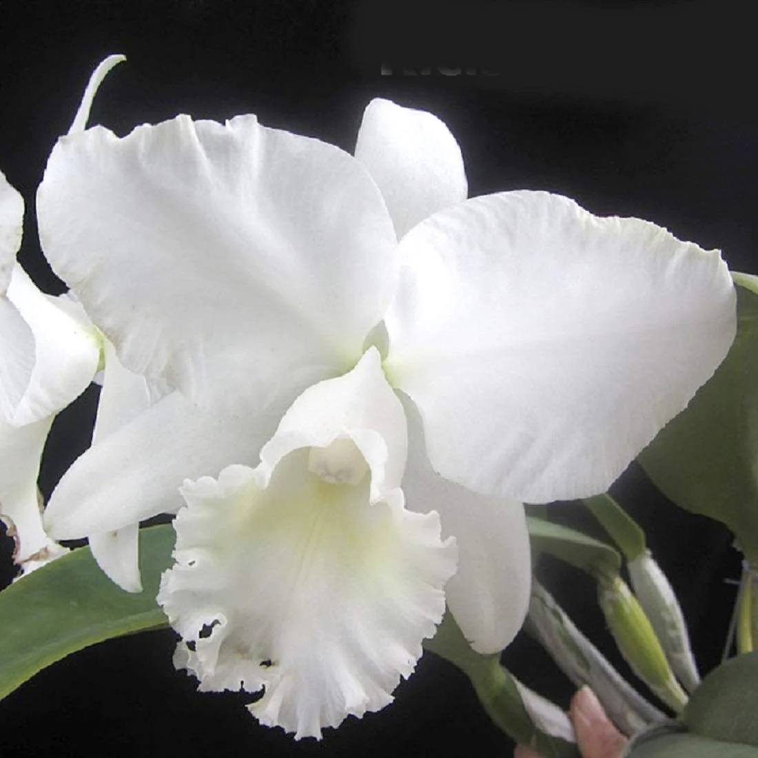 White Cattleya Flower Seeds – Exquisite Orchid Blooms for Elegant Gardens - Image 6