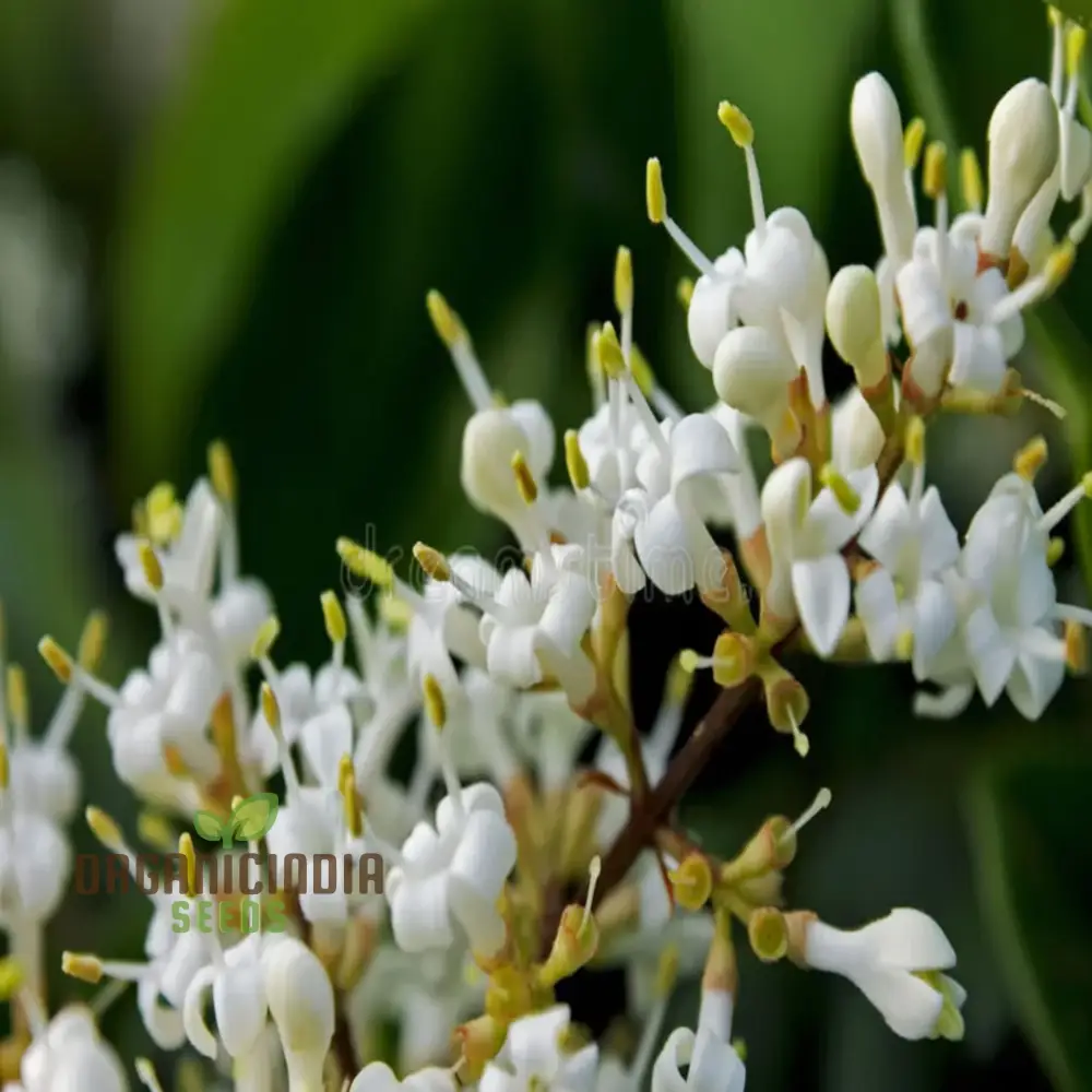 Aglaia Odorata Flower Seeds, Fragrant Garden Blooms, High-Quality Flower Seeds