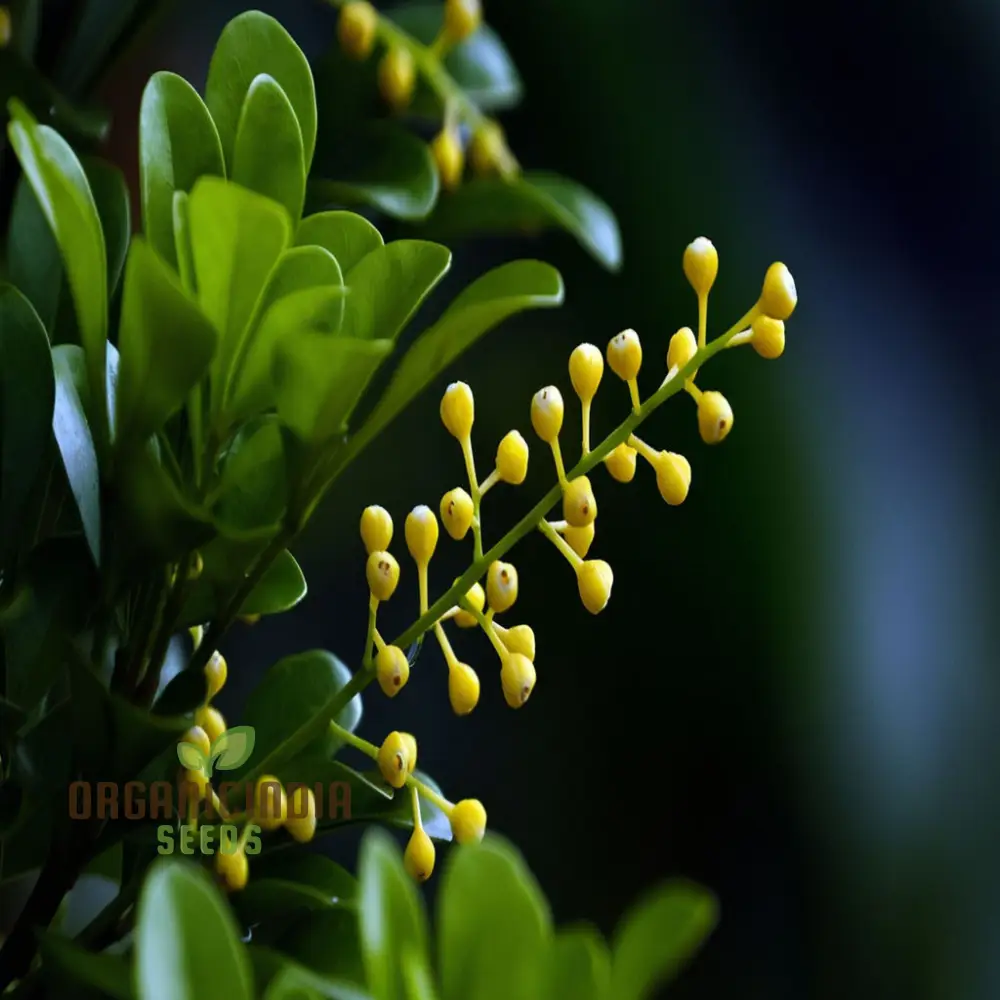 Aglaia Odorata Flower Seeds, Fragrant Garden Blooms, High-Quality Flower Seeds - Image 3