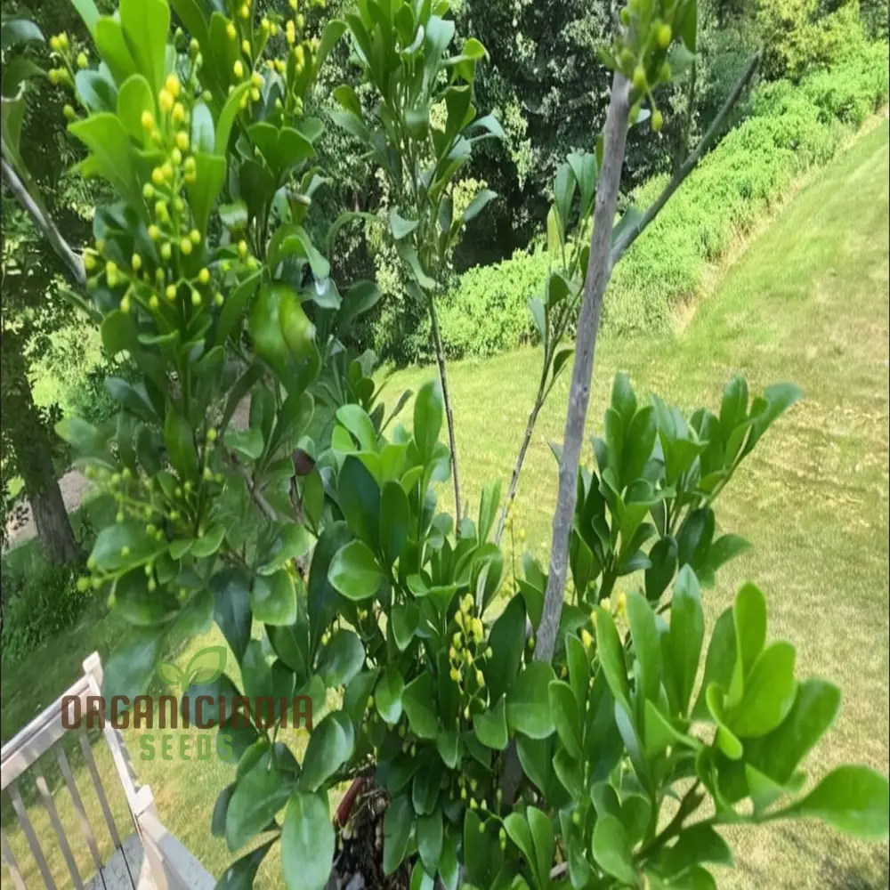 Aglaia Odorata Flower Seeds, Fragrant Garden Blooms, High-Quality Flower Seeds - Image 4
