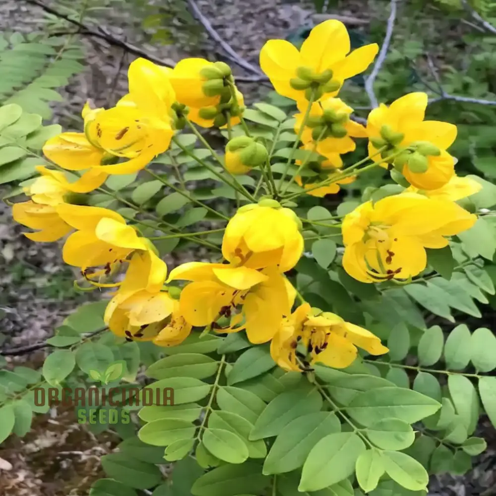 Premium Cassia Occidentalis Flower Seeds – Exotic Yellow Blooms for Garden Beds, Pathway Borders, Outdoor Landscapes & Decorative Displays