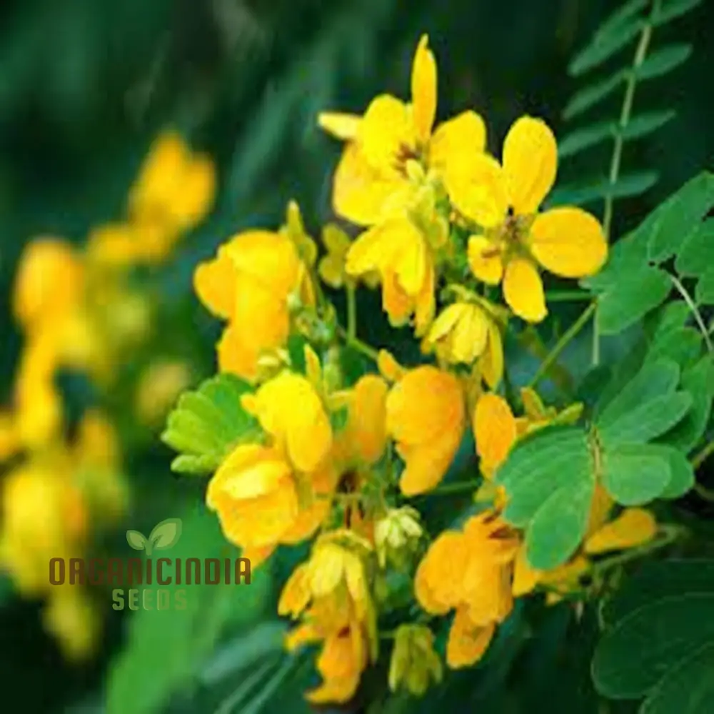 Premium Cassia Occidentalis Flower Seeds – Exotic Yellow Blooms for Garden Beds, Pathway Borders, Outdoor Landscapes & Decorative Displays - Image 3