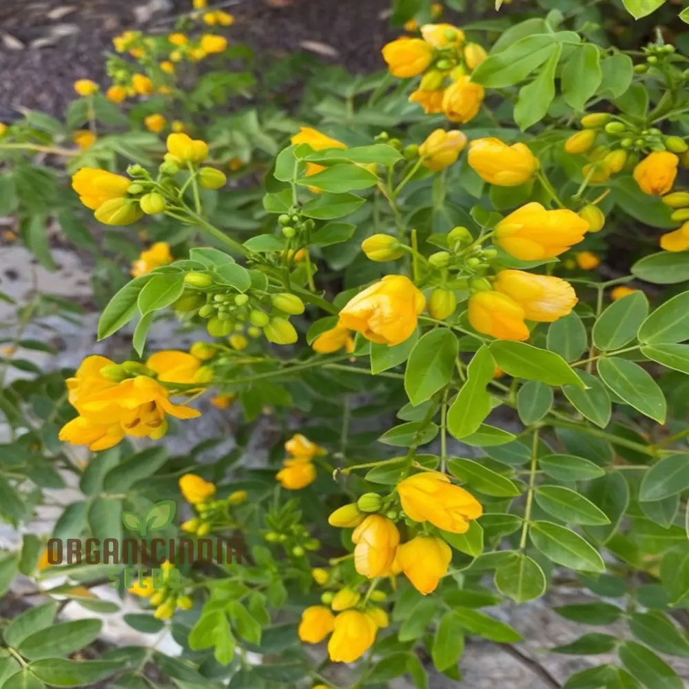Premium Cassia Occidentalis Flower Seeds – Exotic Yellow Blooms for Garden Beds, Pathway Borders, Outdoor Landscapes & Decorative Displays - Image 4
