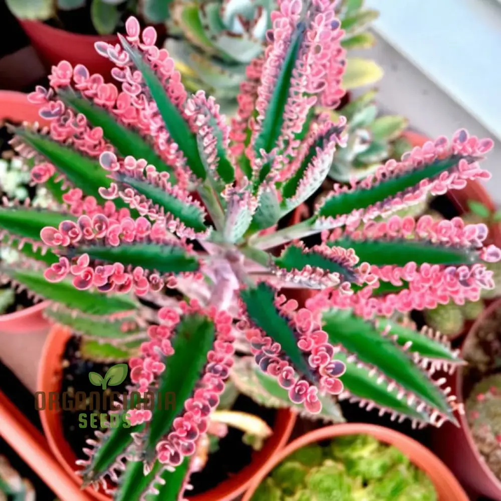 Brown Kalanchoe Bonsai Flower Seeds, High-Quality Flower Seeds for Planting