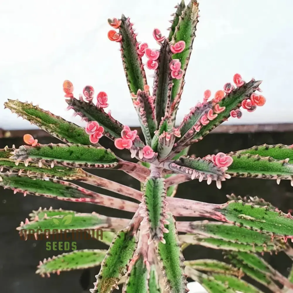 Brown Kalanchoe Bonsai Flower Seeds, High-Quality Flower Seeds for Planting - Image 3