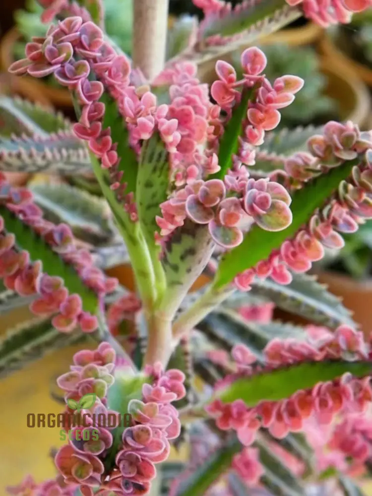 Brown Kalanchoe Bonsai Flower Seeds, High-Quality Flower Seeds for Planting - Image 4