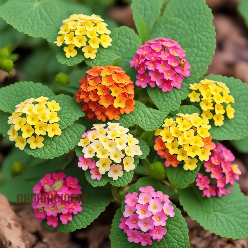 High Quality Non-GMO Lantana Camara Flower Seeds for Planting