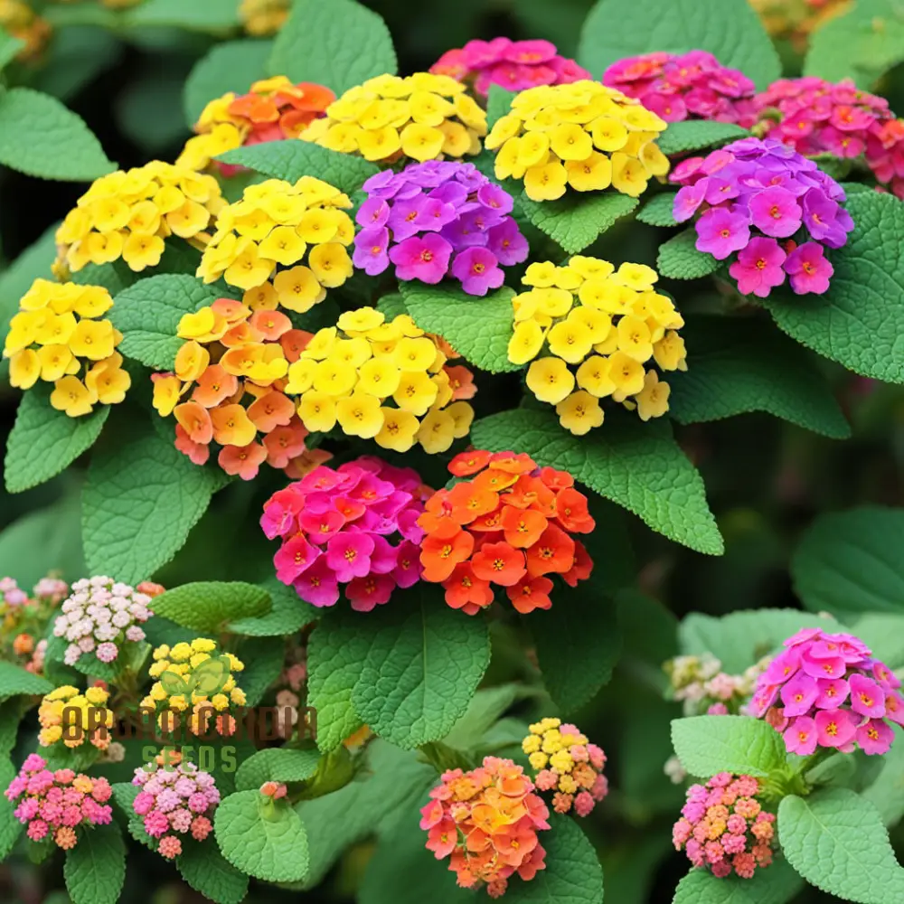 High Quality Non-GMO Lantana Camara Flower Seeds for Planting - Image 3