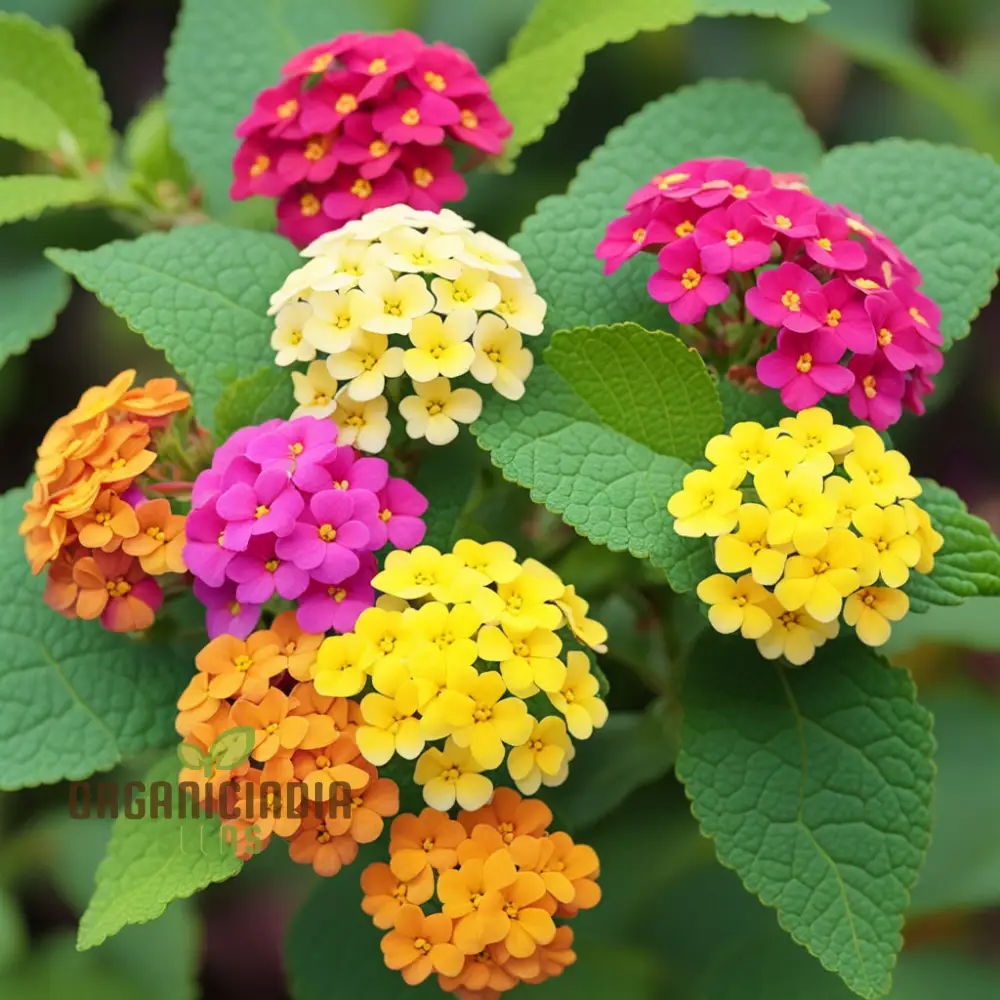High Quality Non-GMO Lantana Camara Flower Seeds for Planting - Image 4