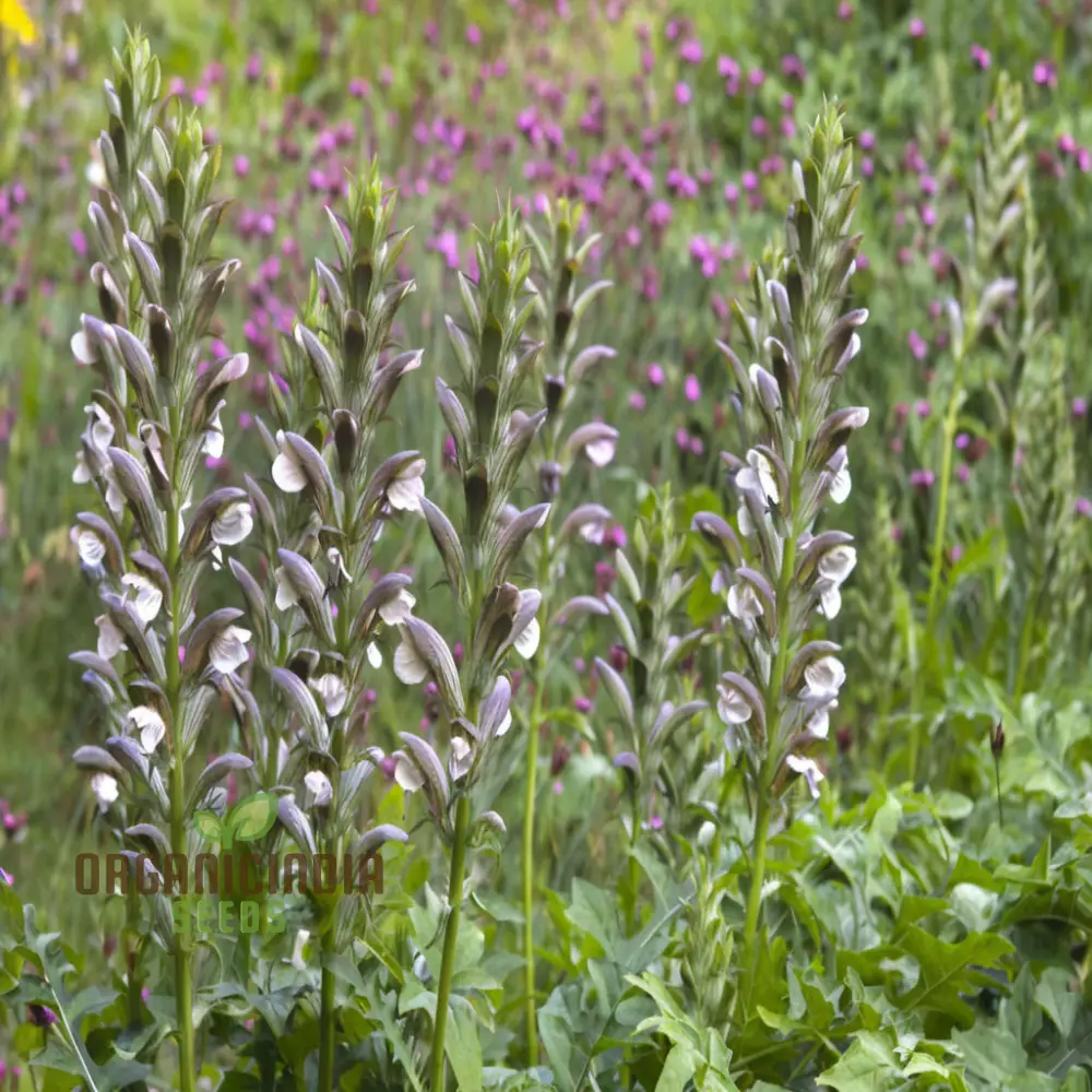 Premium Acanthus mollis Plant Seeds: Elevate Your Gardening Experience with Exquisite Seeds for a Flourishing Garden