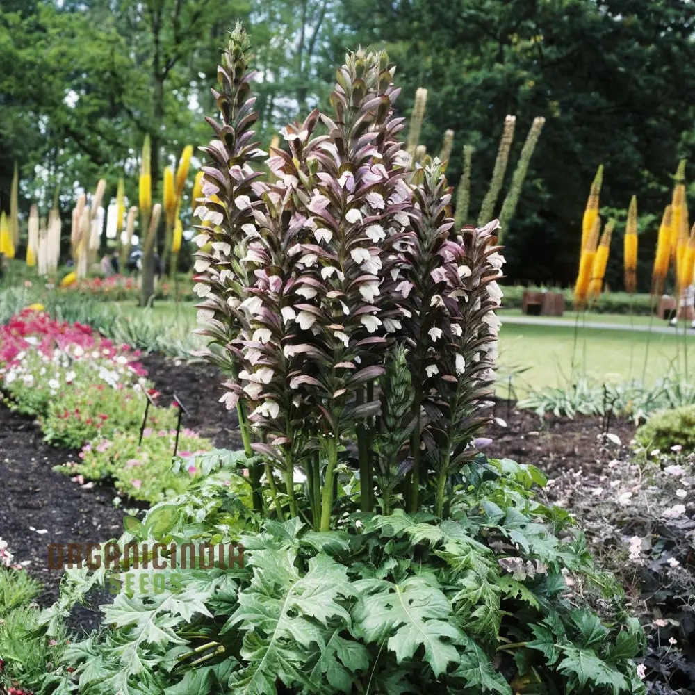 Premium Acanthus mollis Plant Seeds: Elevate Your Gardening Experience with Exquisite Seeds for a Flourishing Garden - Image 3