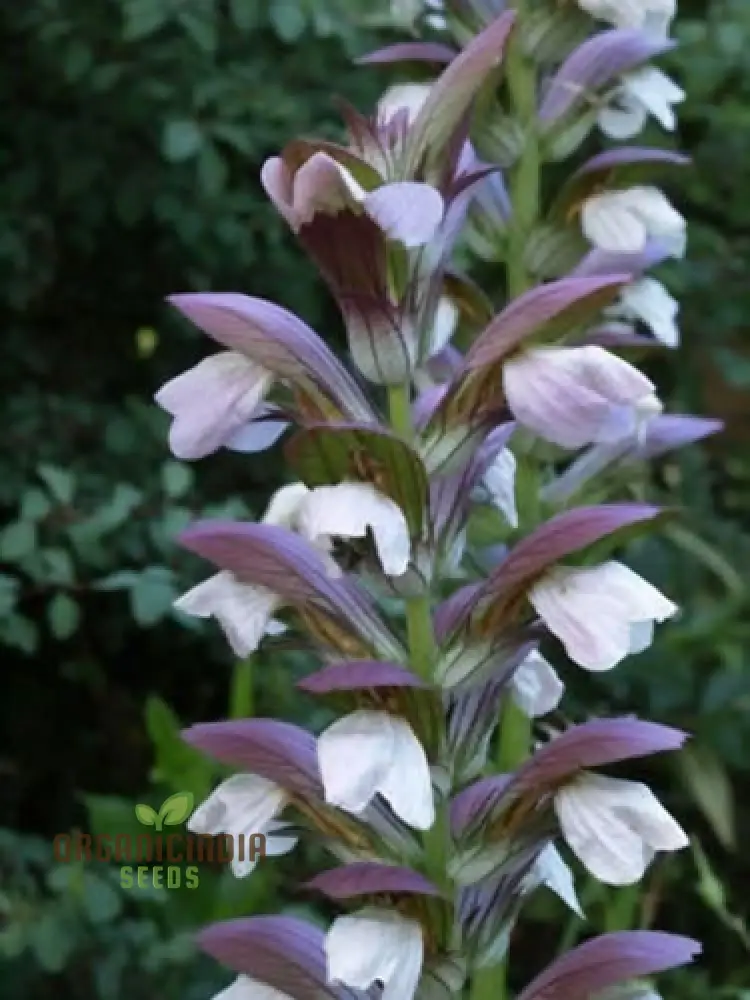 Premium Acanthus mollis Plant Seeds: Elevate Your Gardening Experience with Exquisite Seeds for a Flourishing Garden - Image 4