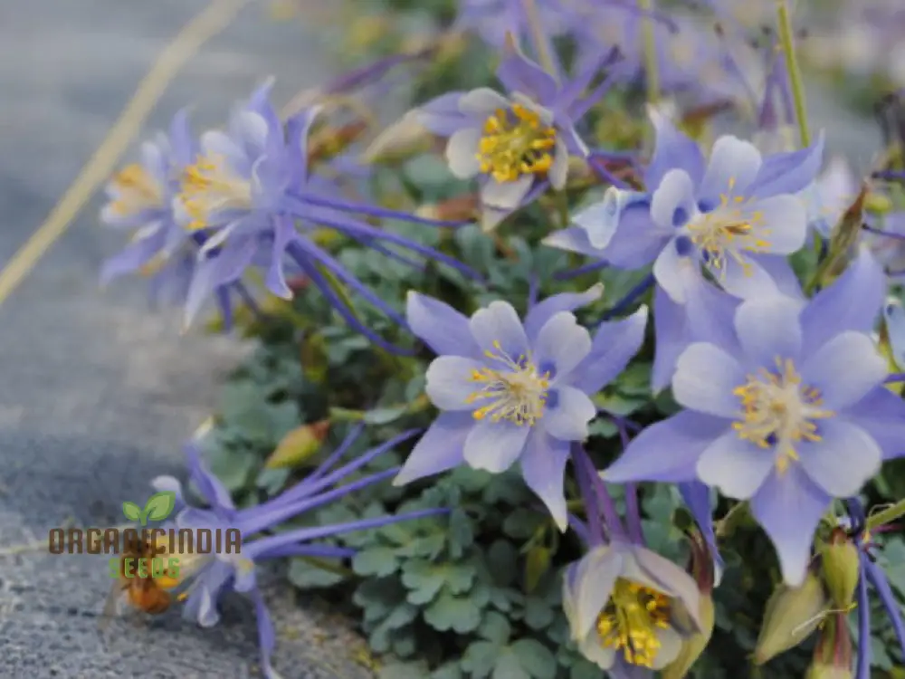 Premium Aquilegia Olympica Seeds for Gardening , Elevate Your Garden with Stunning Blooms - Image 3