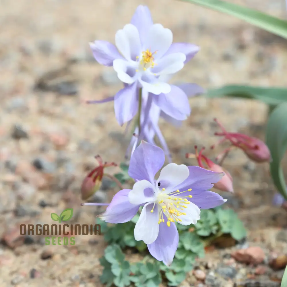Premium Aquilegia Olympica Seeds for Gardening , Elevate Your Garden with Stunning Blooms - Image 4