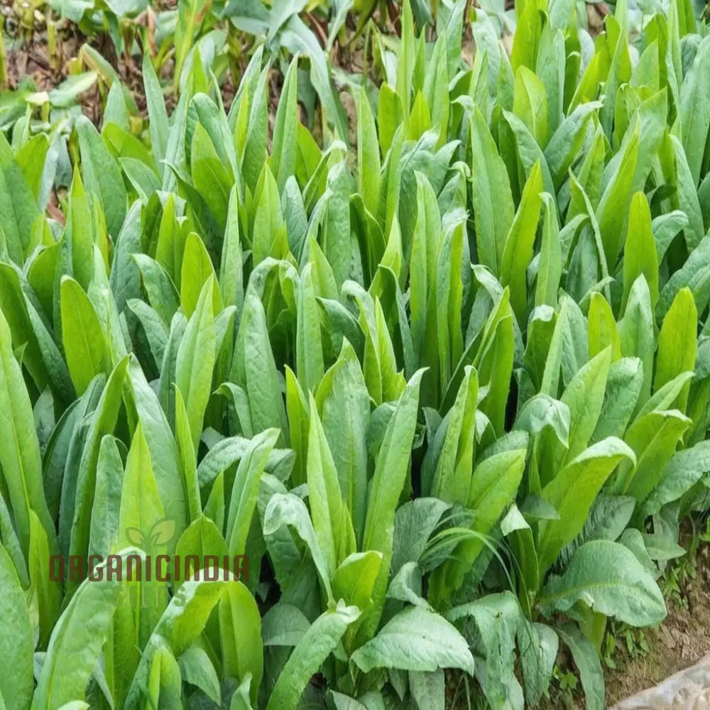Lettuce Celtuce Heirloom Vegetable Seeds, for Gardening Ideal for Home Seeds For Planting